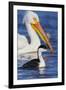 Western Grebe and American White Pelican-Ken Archer-Framed Photographic Print