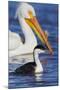 Western Grebe and American White Pelican-Ken Archer-Mounted Photographic Print