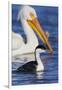 Western Grebe and American White Pelican-Ken Archer-Framed Photographic Print