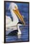 Western Grebe and American White Pelican-Ken Archer-Framed Photographic Print