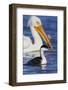 Western Grebe and American White Pelican-Ken Archer-Framed Photographic Print