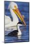 Western Grebe and American White Pelican-Ken Archer-Mounted Photographic Print