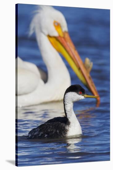 Western Grebe and American White Pelican-Ken Archer-Stretched Canvas