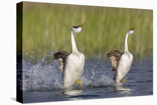 Western Grebe in Mating Display at Potholes Reservoir, Washington, USA-Gary Luhm-Stretched Canvas