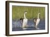 Western Grebe in Mating Display at Potholes Reservoir, Washington, USA-Gary Luhm-Framed Photographic Print