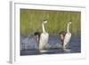 Western Grebe in Mating Display at Potholes Reservoir, Washington, USA-Gary Luhm-Framed Photographic Print