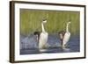 Western Grebe in Mating Display at Potholes Reservoir, Washington, USA-Gary Luhm-Framed Photographic Print