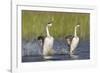 Western Grebe in Mating Display at Potholes Reservoir, Washington, USA-Gary Luhm-Framed Photographic Print