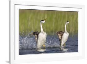 Western Grebe in Mating Display at Potholes Reservoir, Washington, USA-Gary Luhm-Framed Photographic Print