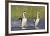 Western Grebe in Mating Display at Potholes Reservoir, Washington, USA-Gary Luhm-Framed Photographic Print