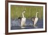 Western Grebe in Mating Display at Potholes Reservoir, Washington, USA-Gary Luhm-Framed Photographic Print