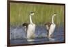 Western Grebe in Mating Display at Potholes Reservoir, Washington, USA-Gary Luhm-Framed Photographic Print