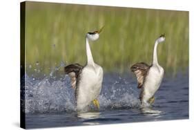 Western Grebe in Mating Display at Potholes Reservoir, Washington, USA-Gary Luhm-Stretched Canvas