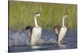 Western Grebe in Mating Display at Potholes Reservoir, Washington, USA-Gary Luhm-Stretched Canvas