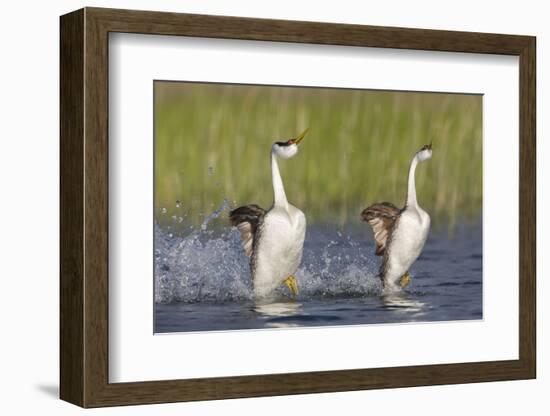 Western Grebe in Mating Display at Potholes Reservoir, Washington, USA-Gary Luhm-Framed Photographic Print