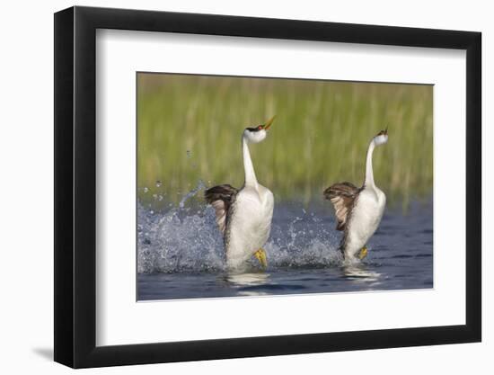 Western Grebe in Mating Display at Potholes Reservoir, Washington, USA-Gary Luhm-Framed Photographic Print