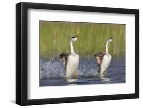 Western Grebe in Mating Display at Potholes Reservoir, Washington, USA-Gary Luhm-Framed Photographic Print