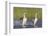 Western Grebe in Mating Display at Potholes Reservoir, Washington, USA-Gary Luhm-Framed Photographic Print