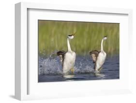 Western Grebe in Mating Display at Potholes Reservoir, Washington, USA-Gary Luhm-Framed Photographic Print