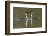 Western grebes, courting-Ken Archer-Framed Photographic Print