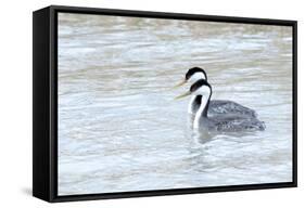 Western Grebes in Marshland, Bear River Refuge, Salt Lake City Utah-Richard Wright-Framed Stretched Canvas