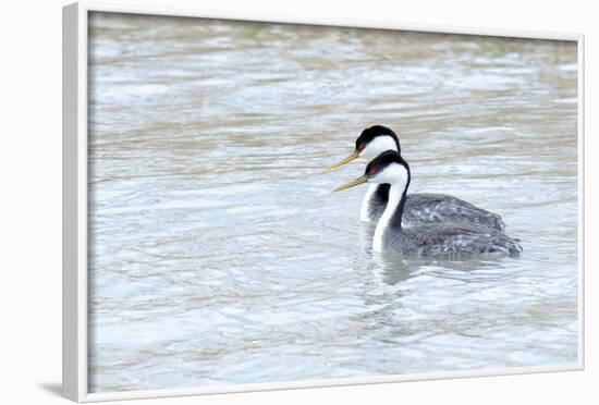 Western Grebes in Marshland, Bear River Refuge, Salt Lake City Utah-Richard Wright-Framed Photographic Print