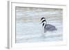 Western Grebes in Marshland, Bear River Refuge, Salt Lake City Utah-Richard Wright-Framed Photographic Print