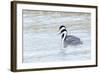 Western Grebes in Marshland, Bear River Refuge, Salt Lake City Utah-Richard Wright-Framed Photographic Print