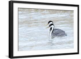 Western Grebes in Marshland, Bear River Refuge, Salt Lake City Utah-Richard Wright-Framed Photographic Print