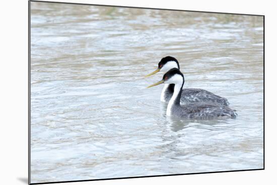 Western Grebes in Marshland, Bear River Refuge, Salt Lake City Utah-Richard Wright-Mounted Photographic Print