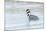 Western Grebes in Marshland, Bear River Refuge, Salt Lake City Utah-Richard Wright-Mounted Photographic Print