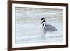 Western Grebes in Marshland, Bear River Refuge, Salt Lake City Utah-Richard Wright-Framed Photographic Print