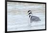 Western Grebes in Marshland, Bear River Refuge, Salt Lake City Utah-Richard Wright-Framed Photographic Print