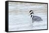 Western Grebes in Marshland, Bear River Refuge, Salt Lake City Utah-Richard Wright-Framed Stretched Canvas