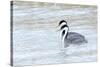 Western Grebes in Marshland, Bear River Refuge, Salt Lake City Utah-Richard Wright-Stretched Canvas