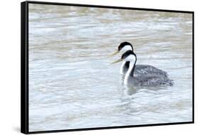 Western Grebes in Marshland, Bear River Refuge, Salt Lake City Utah-Richard Wright-Framed Stretched Canvas