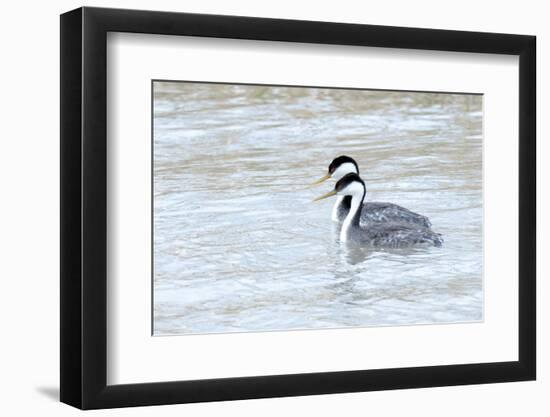 Western Grebes in Marshland, Bear River Refuge, Salt Lake City Utah-Richard Wright-Framed Photographic Print