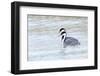 Western Grebes in Marshland, Bear River Refuge, Salt Lake City Utah-Richard Wright-Framed Photographic Print