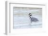 Western Grebes in Marshland, Bear River Refuge, Salt Lake City Utah-Richard Wright-Framed Photographic Print