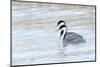 Western Grebes in Marshland, Bear River Refuge, Salt Lake City Utah-Richard Wright-Mounted Photographic Print