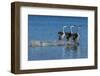 Western grebes rushing display-Ken Archer-Framed Photographic Print