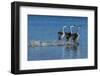 Western grebes rushing display-Ken Archer-Framed Photographic Print