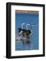 Western grebes rushing-Ken Archer-Framed Photographic Print