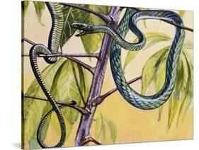 Western Green Mamba or Hallowell's Green Mamba (Dendroaspis Viridis), Elapidae-null-Stretched Canvas