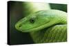 Western Green Mamba Snake-null-Stretched Canvas