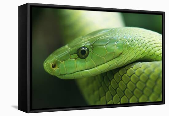 Western Green Mamba Snake-null-Framed Stretched Canvas