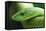 Western Green Mamba Snake-null-Framed Stretched Canvas