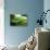 Western Green Mamba Snake-null-Stretched Canvas displayed on a wall