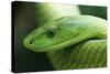Western Green Mamba Snake-null-Stretched Canvas