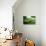 Western Green Mamba Snake-null-Photographic Print displayed on a wall